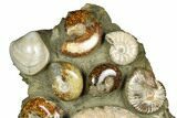 Tall, Composite Ammonite Fossil Display - Madagascar #175812-2